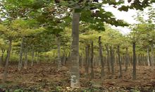 一年级状物作文：法桐_200字