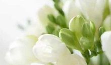 花落千年时（第十一章）作者：黛小默_1500字