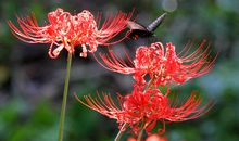 曼珠沙华 第一季 寻找沙华4_650字