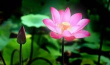 夏天的味道_650字