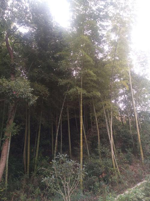 顾客·竹_50字