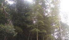 卜算子·咏竹_50字