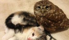 后悔的猫和猫头鹰_250字