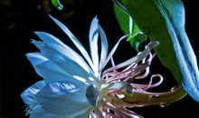 昙花一现，也是一种美_1200字