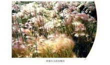 铸就钢铁人生_450字