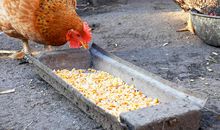 自由的鸡_1000字