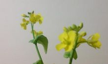 高一日记：白菜生长观察日记_800字