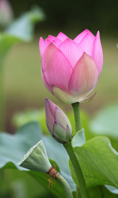 高援助：莲花观察_750字