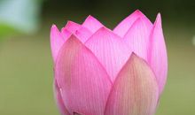 高一日记：荷花观察记_750字