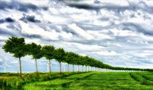 高一日记：植树节去植树_750字