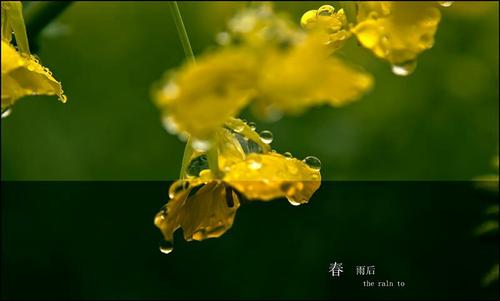 小阳不是一个春雨_800字