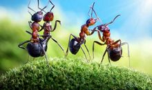 蚂蚁的生活_550字