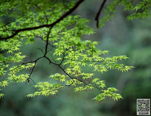 雨，春天的风景_300字