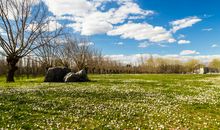 春天的早晨_750字