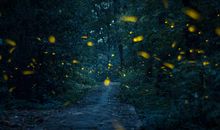 萤火之光——第一章_1200字