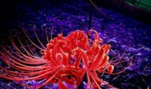 曼珠沙华 第一季 寻找沙华3_1000字