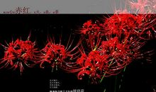 曼珠沙华 第一季 寻找沙华_200字