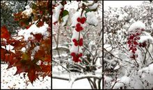 雪似落（1）_1200字