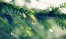 倾听水落的雨季_450字