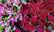 秋天的花坛_350字