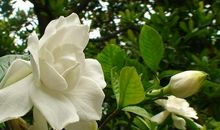 栀子花树下的愿望（一）_800字