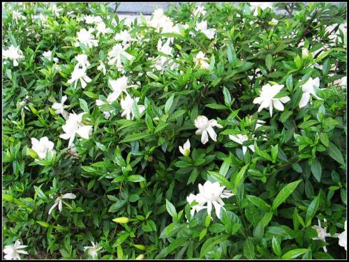 Gardenia Blossom（1）_250字