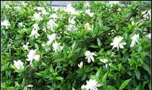 栀子花开（1）_250字