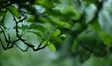 青涩的成长_750字