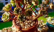 《七月飞雪》（第十五章）暗中决战_800字