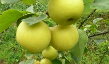 梨子星星(第三章)_1500字