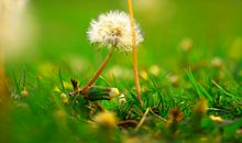 蒲公英的约定_800字