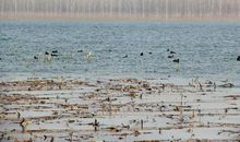 野鸦无意绪，鸣噪自纷纷。