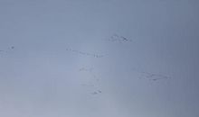 万里人南去，三春雁北飞。