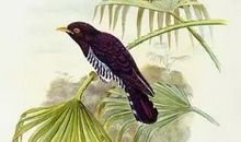 蜀国曾闻子规鸟，宣城还见杜鹃花。