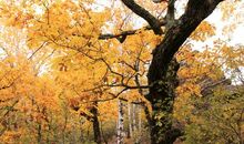 淮南秋雨夜，高斋闻雁来。