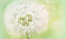 蒲公英黄，蒲公英绿（一）_300字