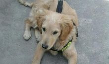 调皮可爱的小汪狗_300字