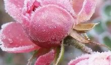 雪中泪（二）_350字