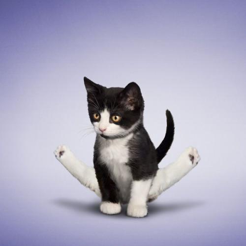 猫和狗_900字
