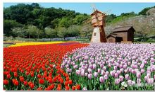 梦醒那片花（第一章）花语茶屋_450字