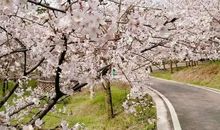 樱花色的童话_700字