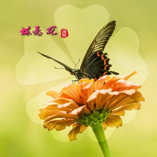 蝴蝶爱花（1）_900字
