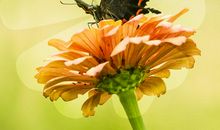 蝶恋花（一）_900字