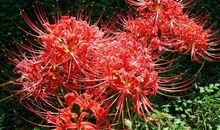 曼珠沙华 第一季 寻找沙华2_800字