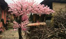 樱花树下的许愿（第十章）_600字