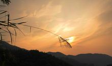 花精灵笔记（第七章）体验活动_1500字