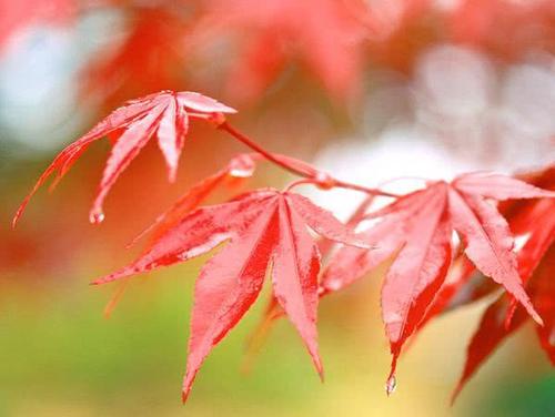 季节性转世_700字