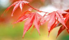 季节的轮回_700字