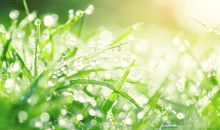 清新的早晨_400字