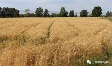 流连忘返的乡村_500字